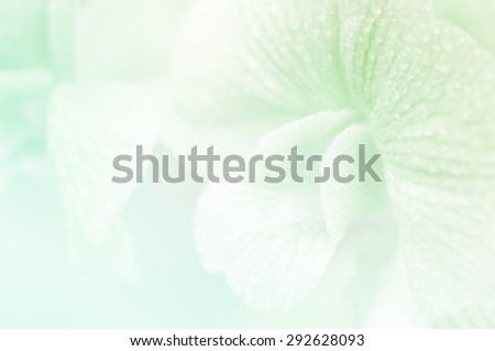 Soft color of close up orchid in soft and blur style for background design