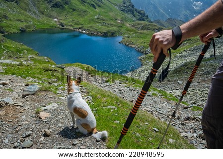 dog looking over the scenery in a hiking trip