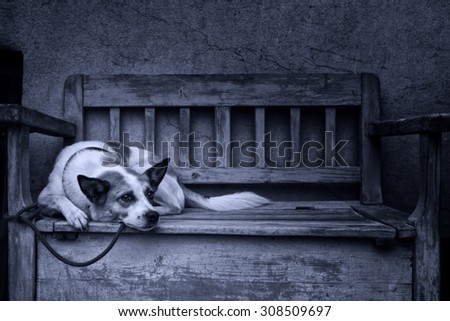 black and white portrait of a sad or tired dog tied up by a bench