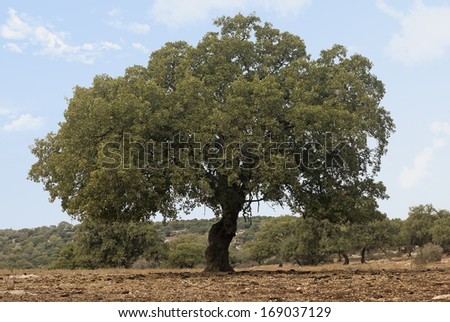 Green oak stands alone