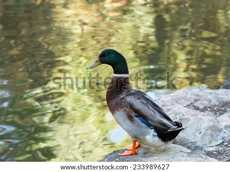 portrait of a duck on the lake
