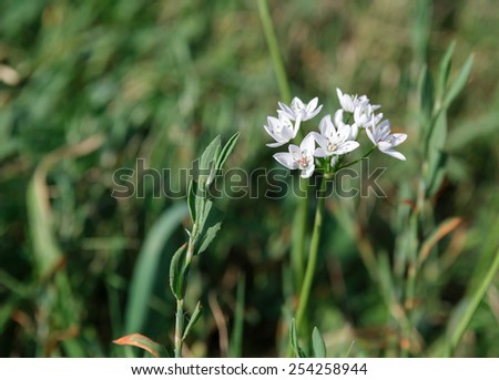 white wild flowers on a background of green grass