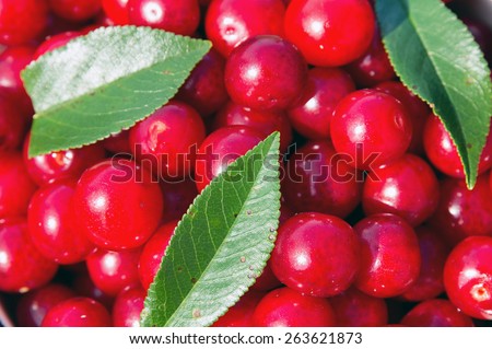 Appetizing red cherries with green leaves