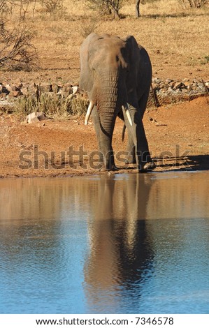 An African Elephant bull drinking water in the Kruger National Park, South Africa.