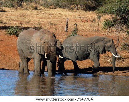 Two African Elephants, a bull and a cow, drinking water in the Kruger National Park, South Africa.