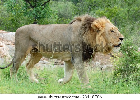 Wild male lion (Panthera leo) in Africa.