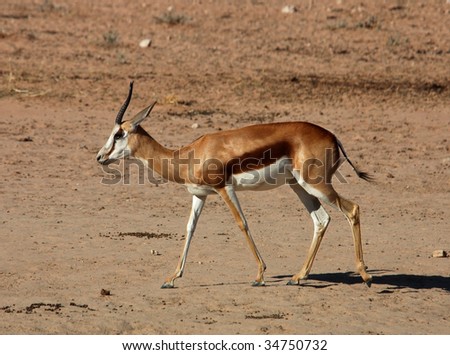A Springbok Antelope in the Kalahari Desert, Southern Africa.