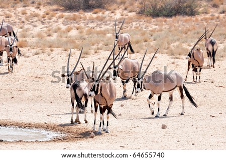 Gemsbok Antelope in the Kgalagadi Transfrontier Park, Southern Africa.
