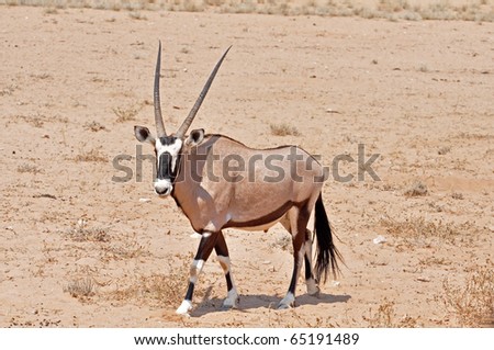 Male Gemsbok Antelope in the Kgalagadi Transfrontier Park, Southern Africa.