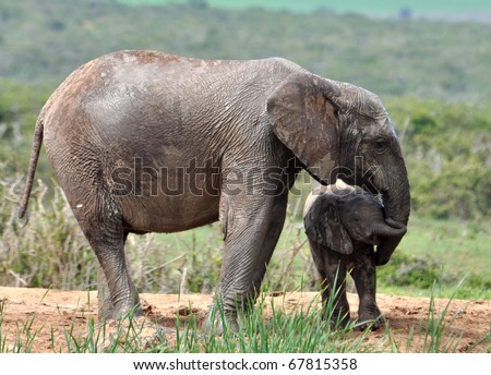 An African Elephant family in the Addo Elephant Park, South Africa.