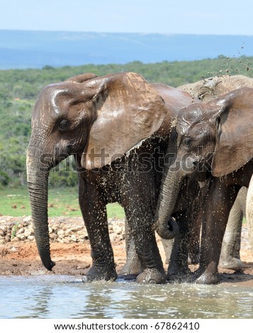 African Elephant family bathing in the Addo Elephant Park, South Africa.