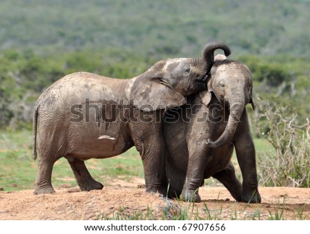 An African Elephant family in the Addo Elephant Park, South Africa.