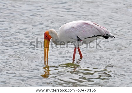 Yellow Billed Stork catching food in a lake in South Africa.