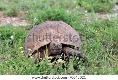 A leopard tortoise in South Africa