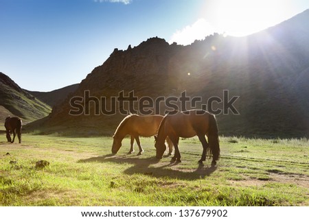 The sun falls off a mountain in the Gobi desert and the last rays of light illuminate the horses