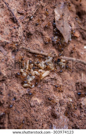 Ants protecting larva and eggs, close-up