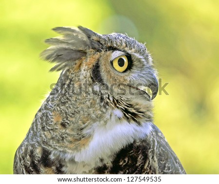 Side profile of a Great Horned Owl or Tiger Owl
