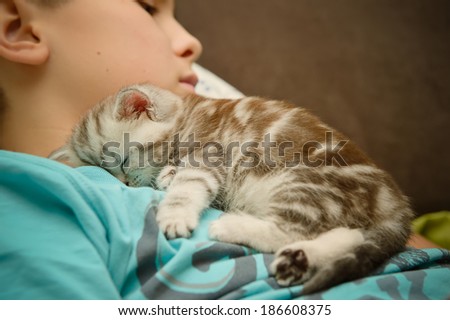 kitten sleeps on the kid