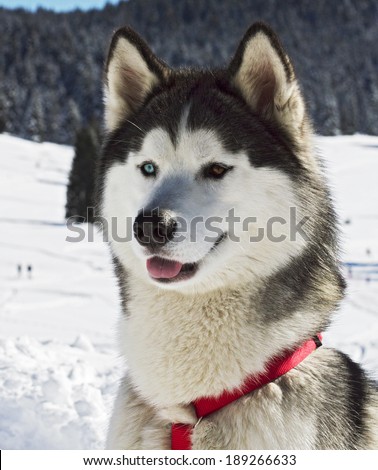 snow dog