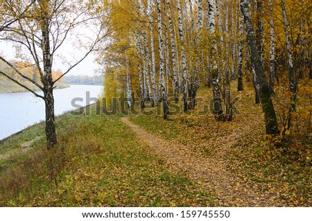 Birch with yellow leaves on the river bank