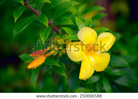 Yellow flower in the rain drops