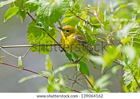 Pine Warblers are common and almost always closely associated with pine trees.  During migration they feed on insects in open woodlands.