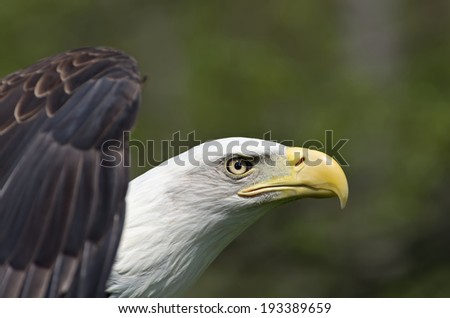 Bald Eagle is the National bird of the USA.  Adults have a white head and tail with a massive yellow bill.