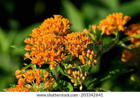 Butterfly weed is a species of milkweed native to eastern North America. It is a perennial plant with clustered orange or yellow flowers. It is a bee and butterfly favorite.
