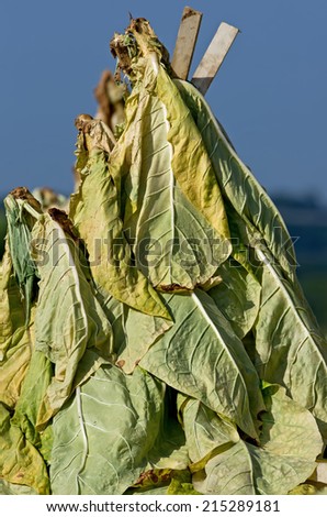 Tobacco leaves drying in an Amish farmers field in Lancaster County Pennsylvania.  Dried tobacco leaves are mainly smoked in cigarettes and or cigars.