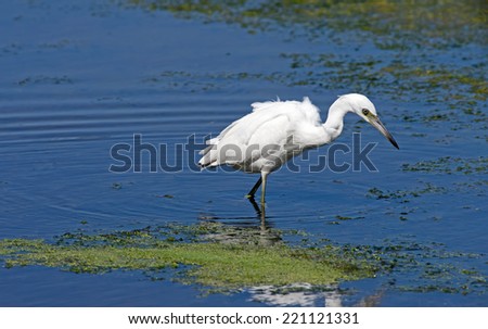 Little Blue Heron is unique in having all-white plumage through the lst year and all-dark thereafter.  It is solitary and catches fish in shallow water.