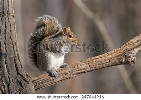 Eastern gray squirrel has predominantly gray fur and large bushy tail but it can have a brownish color. It has a white underside as compared to the brownish orange underside of the fox squirrel.