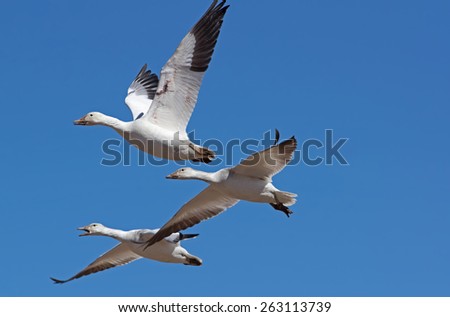 Greater snow geese in flight during migration along the Atlantic Flyway.  Geese will land in dormant cornfields to build energy for the long flight.