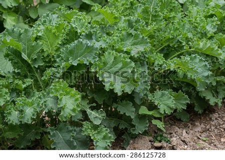 Curled kale growing in the garden.  Kale is known for its tasty greens with high vitamin and mineral content.