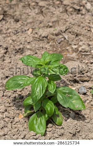 Sweet basil growing in the garden.  Basil, Thai basil, or sweet basil, is a common name for the culinary herb Ocimum basilicum of the family Lamiaceae