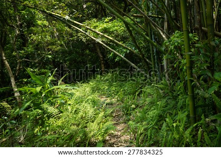 Lush green forest path circled with Bamboo in Japan
