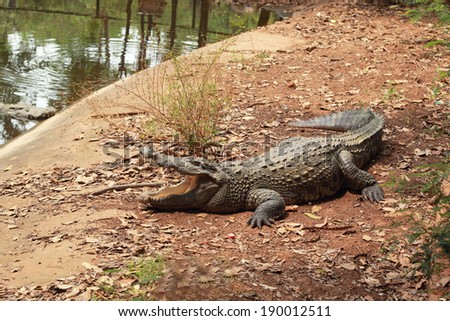 Crocodile in the nature - on the ground.