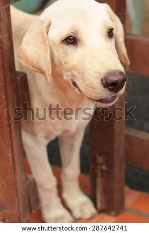 Close Up Young White Golden Labrador Retriever Dog