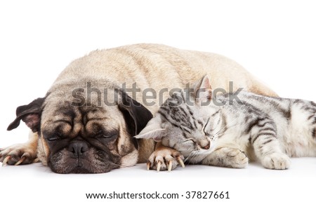 dog and cat taking a nap together