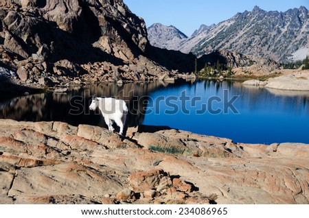 Mountain goat on a rock overlooking a clear blue lake