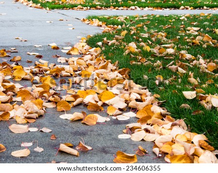 Autumn leaves on walkway and yard