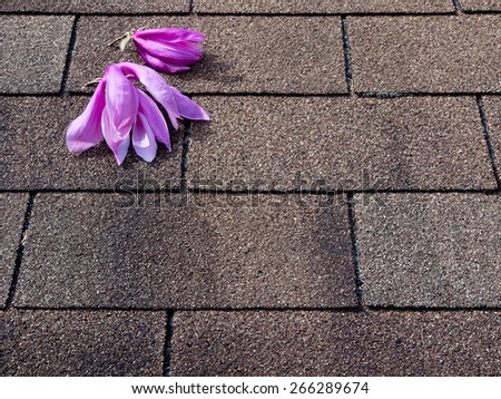 Pink magnolia flowers on asphalt shingles roof