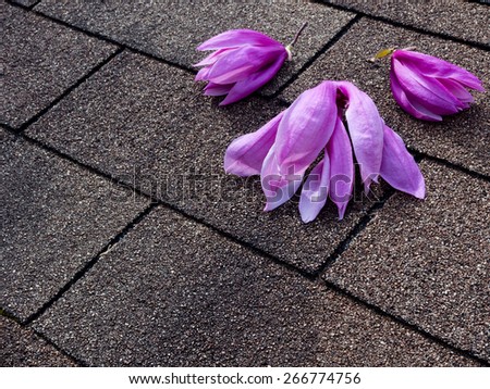 Pink and purple magnolia flowers on asphalt shingles roof