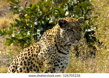 Leopard in Pom-Pom Island, Okavango delta, Botswana, Africa