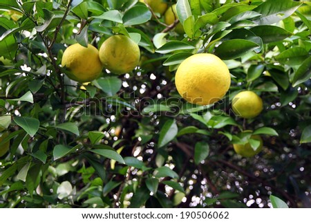 Grapefruit tree loaded with fruits.