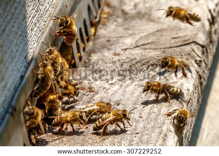 Hive in an apiary with bees flying to the landing board in a garden in autumn