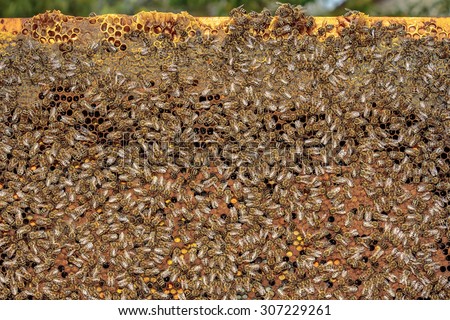 Healthy honey bee frame covered with bees, capped larvae cells and pollen