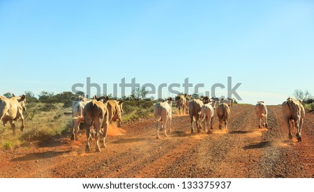 A herd of Australian cows runs  hard on a dirt road