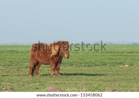 a pony stands still in a green meadow against a blue background sky