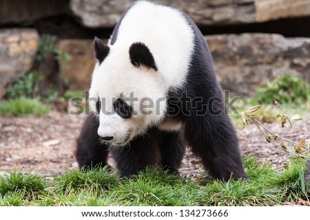 A giant panda looks for food in  a rocky landscape