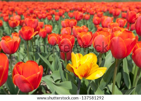 A yellow Tulip with red heart in a field red with yellow edges tulips
